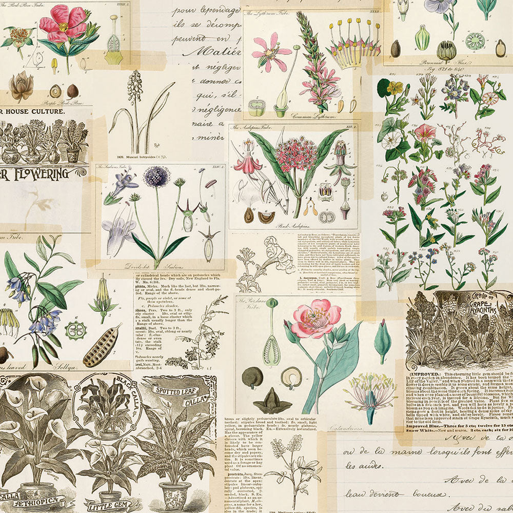 Simple Vintage Botanicals 12x12 Paper - Collect Moments